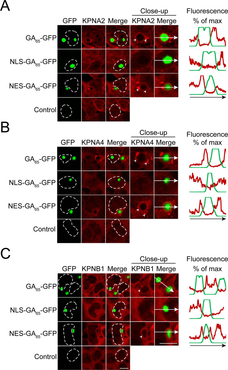 Figure 4—figure supplement 1.