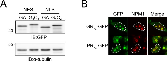 Figure 6—figure supplement 1.