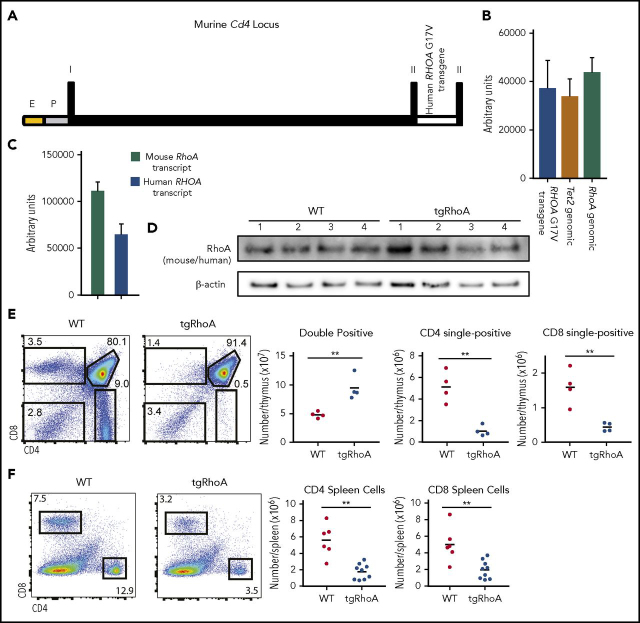 Figure 1. Generation of Cd4-RHOAG17V transgenic mice. (A) Schematic representation of the transgene construct, which includes the murine Cd4 minimal enhancer fused to the human CD4 minimal promoter followed by the murine Cd4 exon 1, which consists of 5′ UTR, intron 1, and exon 2, with the human RHOA transgene inserted 5′ to the endogenous ATG. E, murine Cd4 minimal enhancer; P, human CD4 minimal promoter; I, exon 1; II, exon 2. (B) Quantitative PCR of genomic DNA from mouse tail DNA was performed using SYBR green analysis of the RHOA transgene compared with endogenous Tet2 (P = .6953) or RhoA (P = .4444). (C) Quantitative PCR of transcripts from tgRhoA CD4+ lymph node cells using amplification and probe-based detection of sequences specific for mouse or human RhoA (112 253 vs 64 819; P = .0006). (D) Immunoblot analysis of whole thymus extracts from tgRhoA or control littermates. Each lane represents whole thymic extracts from a single WT or tgRhoA mouse. The RhoA antibody cross-reacts with human and mouse proteins, which have equivalent molecular weights. (E) Flow cytometric evaluation of tgRhoA or control littermate thymuses. Data are representative of 3 independent experiments. (F) Flow cytometric analysis of splenic CD4+ and CD8+ cells of tgRhoA and control littermates. Data are representative of 3 independent experiments. All P values calculated by t test with Welch's correction.