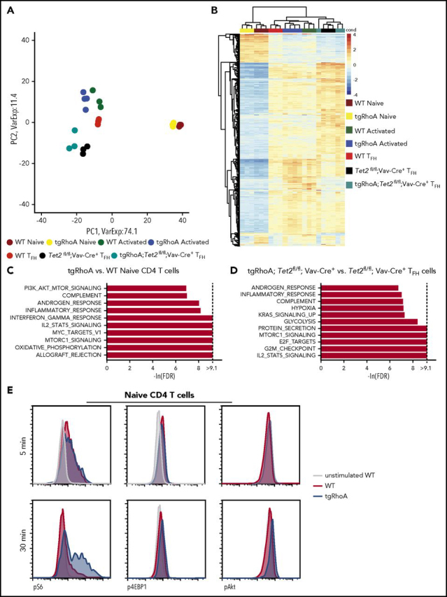 Figure 4. TgRhoA CD4 populations have transcriptional and biochemical evidence of mTORc1 pathway activation. (A) Principal component analysis of biological replicates of WT and tgRhoA CD4+ naive and activated populations compared with WT, Tet2-deleted (Tet2) and tgRhoA; Tet2fl/fl; Vav-Cre TFH-cell populations 6 days after immunization with NP40-Ova/Alum. (B) Unsupervised hierarchical clustering of the same populations based on top 1000 genes. (C) Top 10 signatures enriched in tgRhoA vs WT naive or (D) tgRhoA; Tet2fl/fl; Vav-Cre+ vs Tet2fl/fl; Vav-Cre+ TFH cells, using Hallmark GSEA gene sets. Gene sets are ranked by normalized enrichment score values. (E) Representative flow cytometric intracellular staining of phospho-S6 (pS6), phospho-4EBP1 (p4EBP1), and phospho-Akt (pAkt) in splenic WT or tgRhoA naive CD4 T cells after CD3 and CD28 cross-linking for the indicated durations. All histograms display frequency of events as percentage of cells within the population indicated.