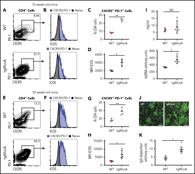 Figure 3. TgRhoA mice have increased TFH compartments. (A) Splenic CD4+ cell expression of CXCR5 and PD-1 in CD4 cells from 10-week-old WT vs tgRhoA littermates. (B) ICOS expression in CD4+CXCR5+PD-1+ from WT and tgRhoA littermates. Naive CD4 T cells in both plots are from WT mice. (C) Percentage of CD4+ cells that are CXCR5+PD-1+ (P = .0021). (D) ICOS mean fluorescence intensity among CD4+CXCR5+PD-1+ from both genotypes (P = .0472). (E-H) The same approaches in (A-D) applied to 30-week -old mice. P = .0093 for (G). P = .0397 for (H). (I) ELISA of serum IgG (top, P = NS) and double-stranded DNA (bottom, P = .0273) from 30-week-old mice. (J) Immunofluorescence of representative glomeruli from WT or tgRhoA mice. Mouse IgG, green (Alexa 488); DAPI, blue. Scale bar, 50 μM. (K) IgG deposition from WT or tgRhoA littermates was quantified from at least 7 different sections per mouse, and the mean IgG deposition per section is shown for WT and tgRhoA (4.26 vs 9.61; P = .0206). All P values from t test with Welch's correction.