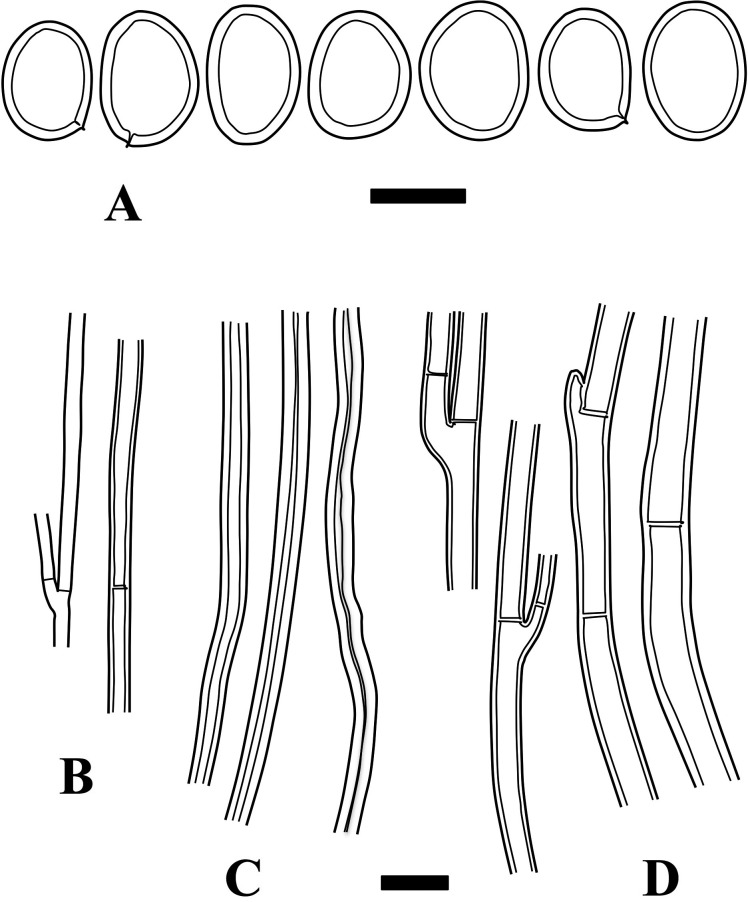 Fig. 6 - Microscopic structures of Fulvifomes pappianus (isotype). A: Basidiospores. B: Generative hyphae from trama. C: Skeletal hyphae from trama. D: Generative hyphae from context. Bars: A 5 µm; B-D 10 µm.