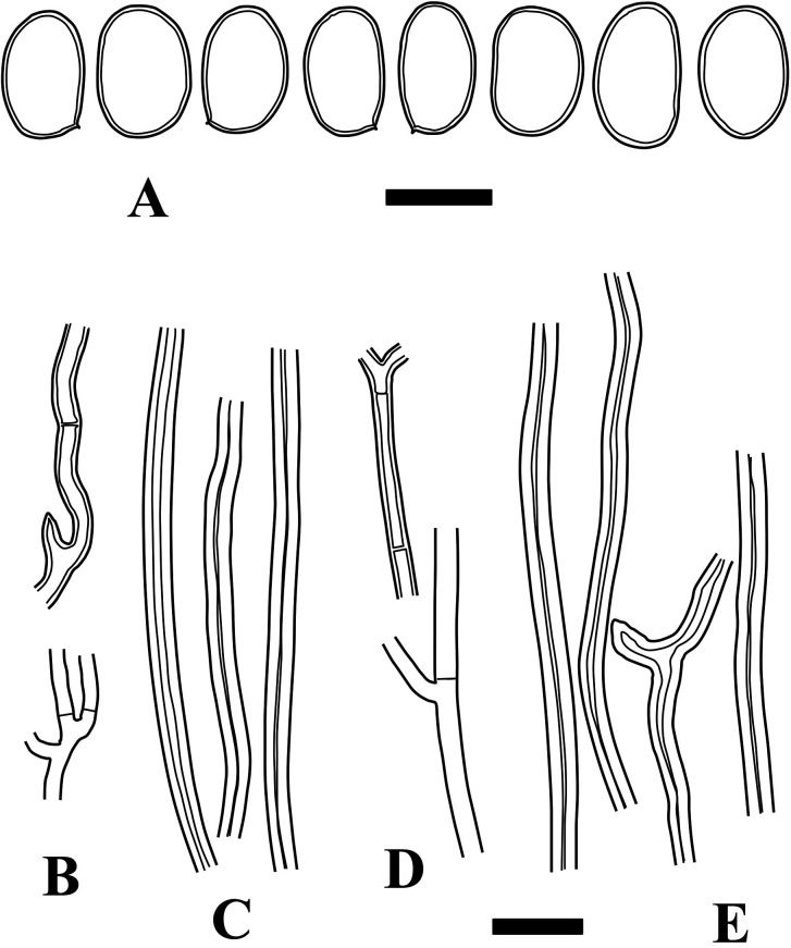 Fig. 5 - Microscopic structures of Fulvifomes aulaxinus (holotype). A: Basidiospores. B: Generative hyphae from trama. C: Skeletal hyphae from trama. D: Generative hyphae from context. E: Skeletal hyphae from context. Bars: A 5 µm; B-E 10 µm.