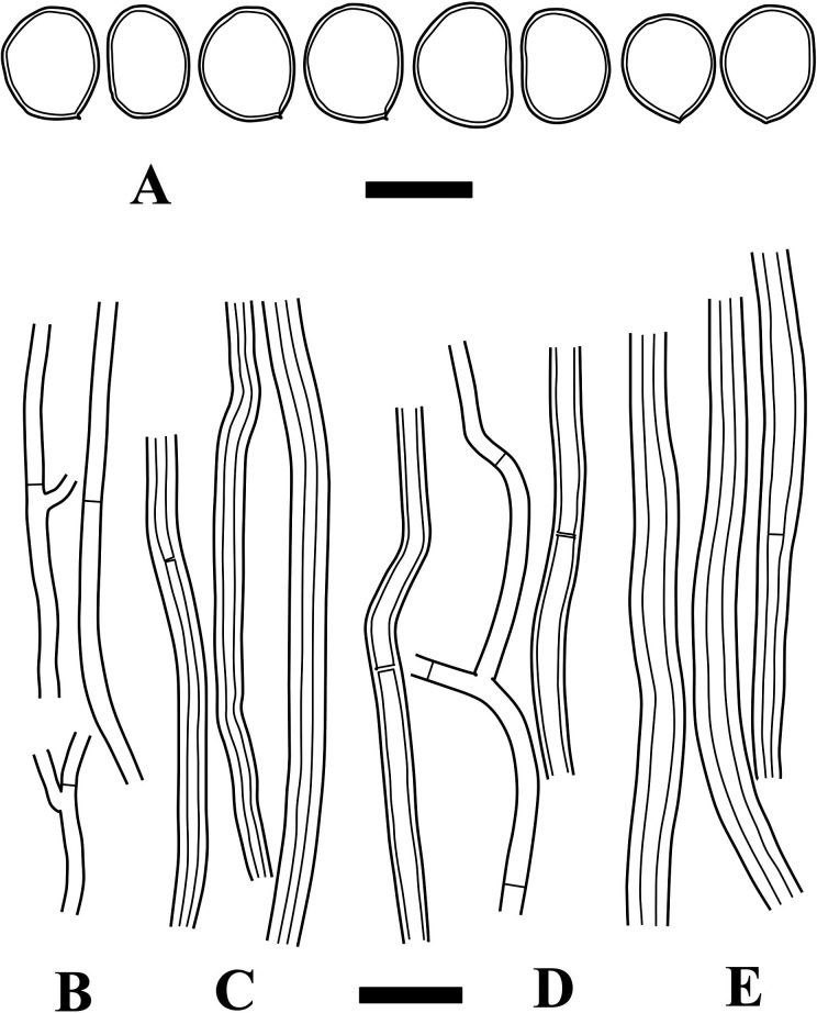 Fig. 4 - Microscopic structures of Fulvifomes imazekii (holotype). A: Basidiospores. B: Generative hyphae from trama. C: Skeletal hyphae from trama. D: Generative hyphae from context. E: Skeletal hyphae from context. Bars: A 5 µm; B-E 10 µm.