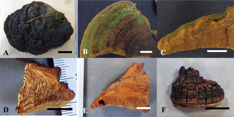 Fig. 8 - Basidiomata of the type specimens examined. A: Pileus surface of Fulvifomes boninensis (holotype). B: Pileus surface of F. imazekii (holotype). C: Vertically cut section of F. imazekii (holotype). D: Vertically cut section of F. aulaxinus (holotype). E: Vertically cut section of F. pappianus (isotype, FH). F: Vertical pileus view of F. tepperi (holotype). Bars: A-C 3 cm; D-F 1 cm.