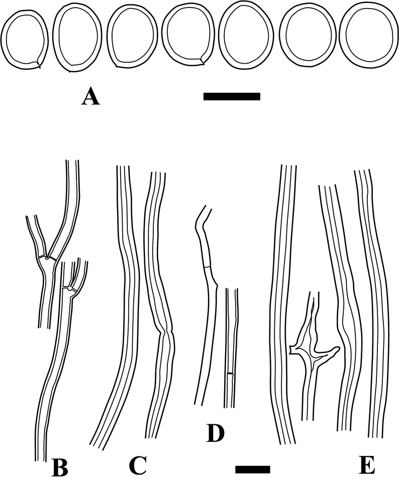 Fig. 7 - Microscopic structures of Fulvifomes tepperi (holotype). A: Basidiospores. B: Generative hyphae from trama. C: Skeletal hyphae from trama. D: Generative hyphae from context. E: Skeletal hyphae from context. Bars: A 5 µm; B-E 10 µm.