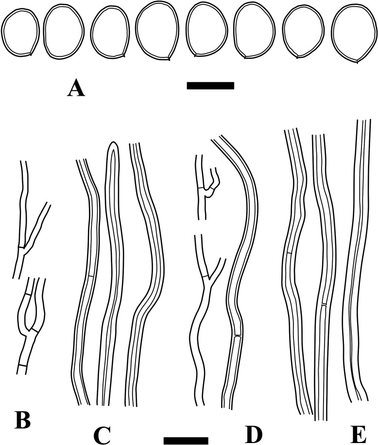 Fig. 3 - Microscopic structures of Fulvifomes boninensis (holotype). A: Basidiospores. B: Generative hyphae from trama. C: Skeletoid hyphae from trama. D: Generative hyphae from context. E: Skeletoid hyphae from context. Bars: A 5 µm; B-E 10 µm.