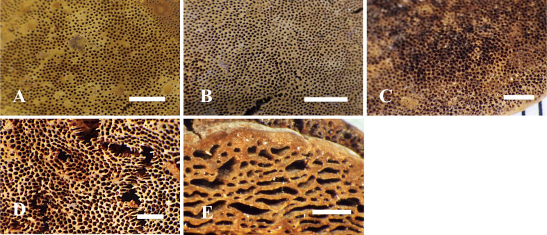 Fig. 9 - Pore surface of the type specimens examined. A: Fulvifomes boninensis (holotype). B: F. imazekii (holotype). C: F. aulaxinus (holotype). D: F. pappianus (isotype, FH). E: F. tepperi (holotype). Bars: 2 mm.