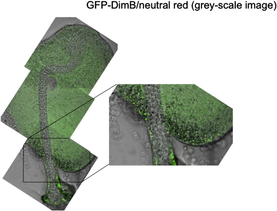 Fig. 7