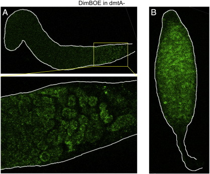 Fig. 5