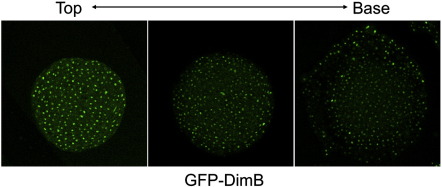 Fig. 3