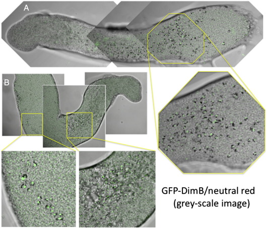 Fig. 4