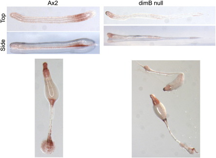 Fig. 10