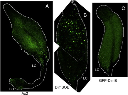 Fig. 6