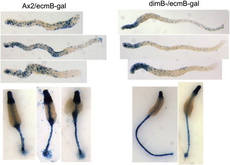 Fig. 11