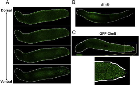 Fig. 1