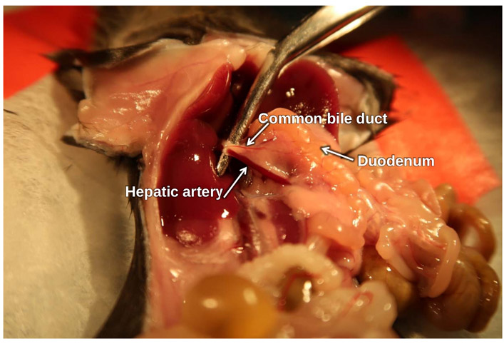 Figure 3: