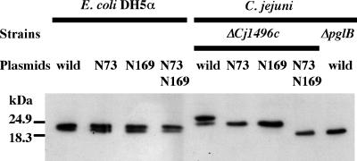 FIG. 6.