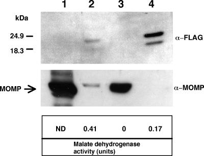 FIG. 5.