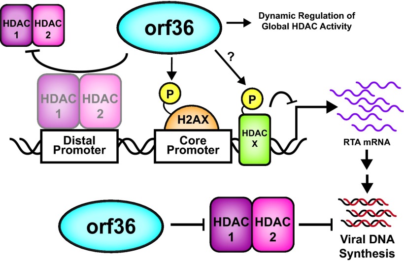 Fig 8