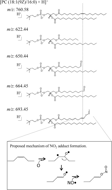 Scheme 1. Proposed structure of fragment ions observed in Fig. 4.