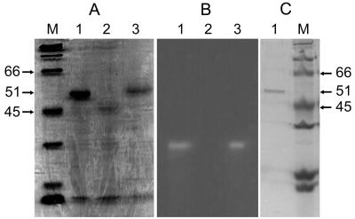 FIG. 3.