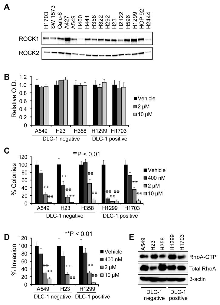 ROCK1 and ROCK2 are Required for Non-Small Cell Lung Cancer Anchorage ...