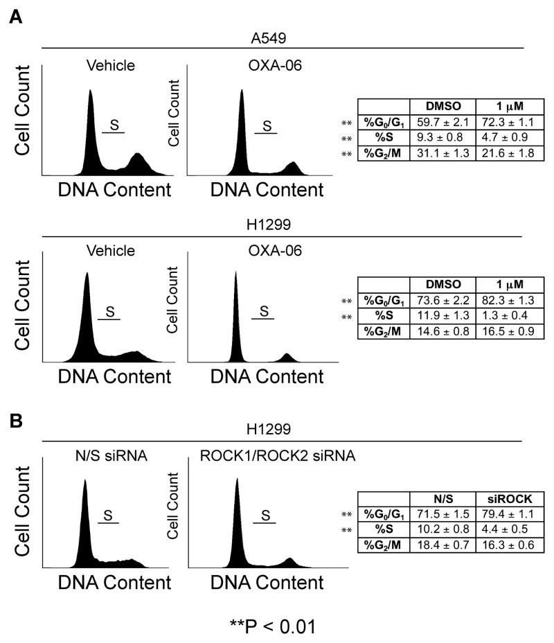 ROCK1 and ROCK2 are Required for Non-Small Cell Lung Cancer Anchorage ...