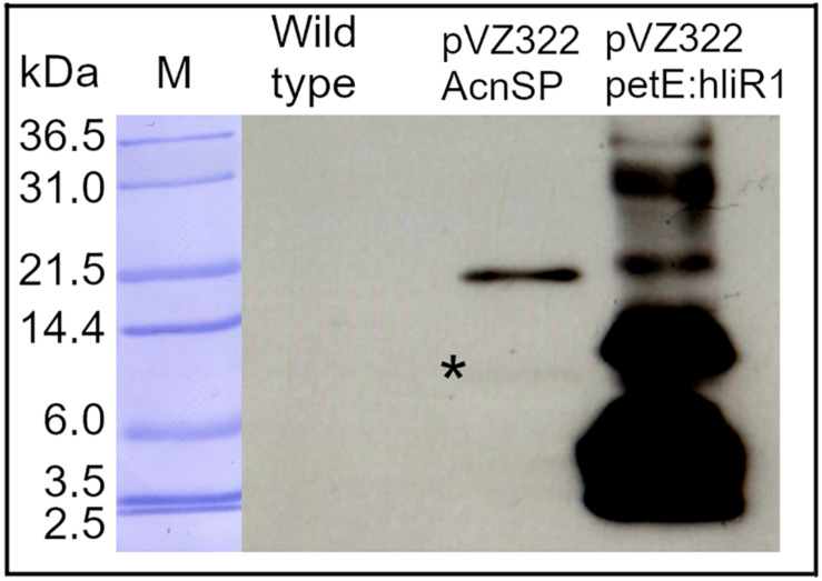 FIGURE 3