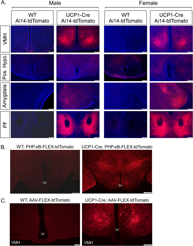 Figure 2