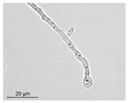 graphic file with name molecules-26-00658-i019.jpg