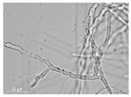 graphic file with name molecules-26-00658-i004.jpg