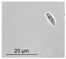 graphic file with name molecules-26-00658-i030.jpg