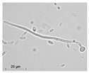 graphic file with name molecules-26-00658-i020.jpg