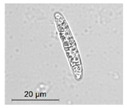 graphic file with name molecules-26-00658-i014.jpg