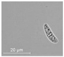 graphic file with name molecules-26-00658-i006.jpg