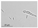 graphic file with name molecules-26-00658-i027.jpg