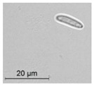 graphic file with name molecules-26-00658-i029.jpg