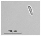 graphic file with name molecules-26-00658-i032.jpg