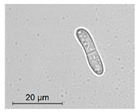 graphic file with name molecules-26-00658-i013.jpg