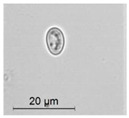 graphic file with name molecules-26-00658-i023.jpg