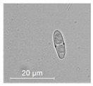 graphic file with name molecules-26-00658-i008.jpg