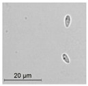 graphic file with name molecules-26-00658-i031.jpg