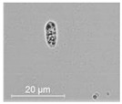 graphic file with name molecules-26-00658-i007.jpg