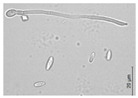 graphic file with name molecules-26-00658-i025.jpg