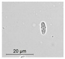 graphic file with name molecules-26-00658-i022.jpg