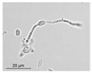 graphic file with name molecules-26-00658-i018.jpg