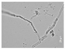 graphic file with name molecules-26-00658-i002.jpg