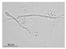 graphic file with name molecules-26-00658-i028.jpg