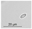 graphic file with name molecules-26-00658-i021.jpg